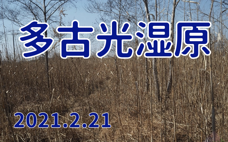 2021.2.21 多古光湿原-千葉県有数の湿原-