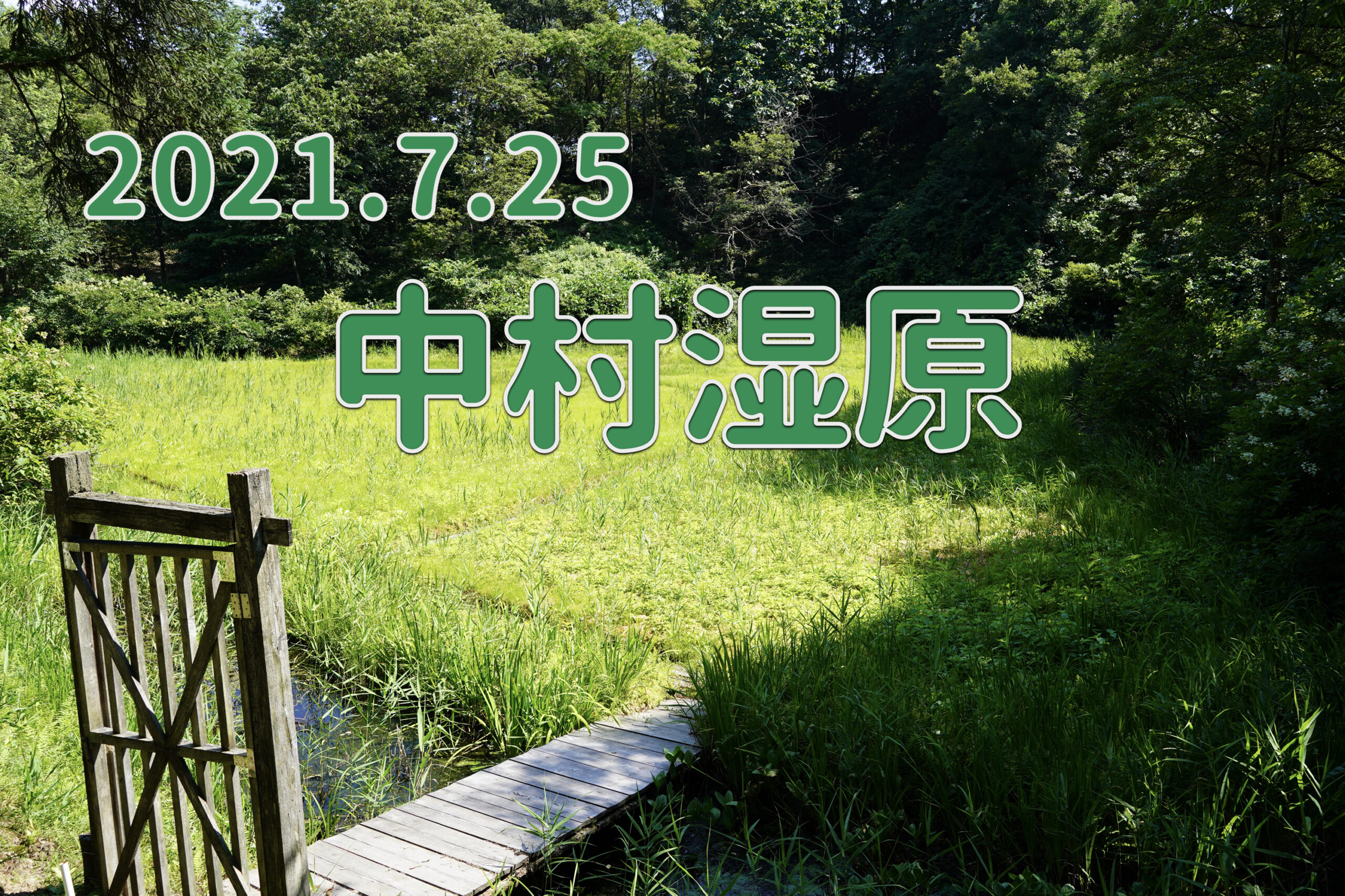 2021.7.25 中村湿原-観察に適した生物の宝庫-