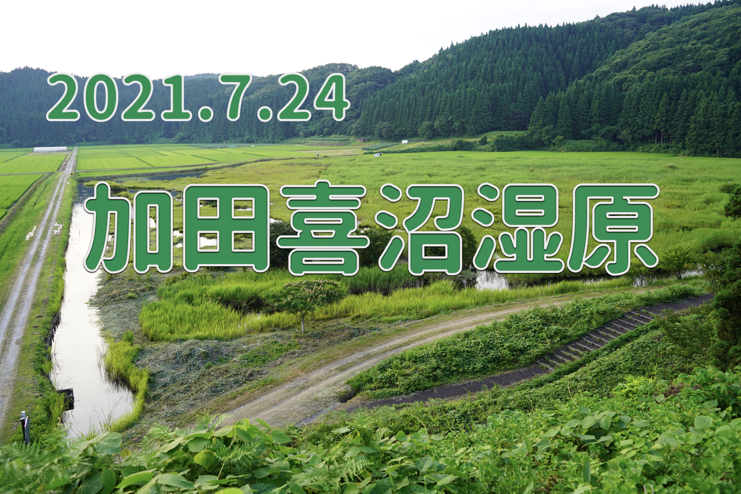2021.7.24 加田喜沼湿原-貴重な里山の湿原-