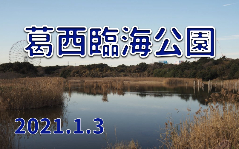 2021.1.3 葛西臨海公園-関東にある野鳥の楽園-