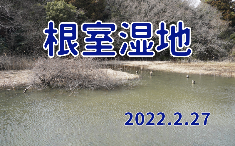 2022.2.27 根川湿地-気軽に楽しめる人工湿地-