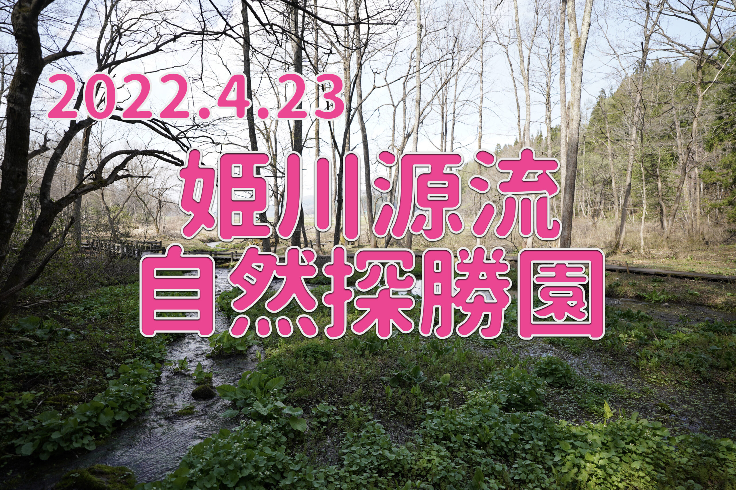 2022.4.23 姫川源流自然探勝園-春を向かえる源流-