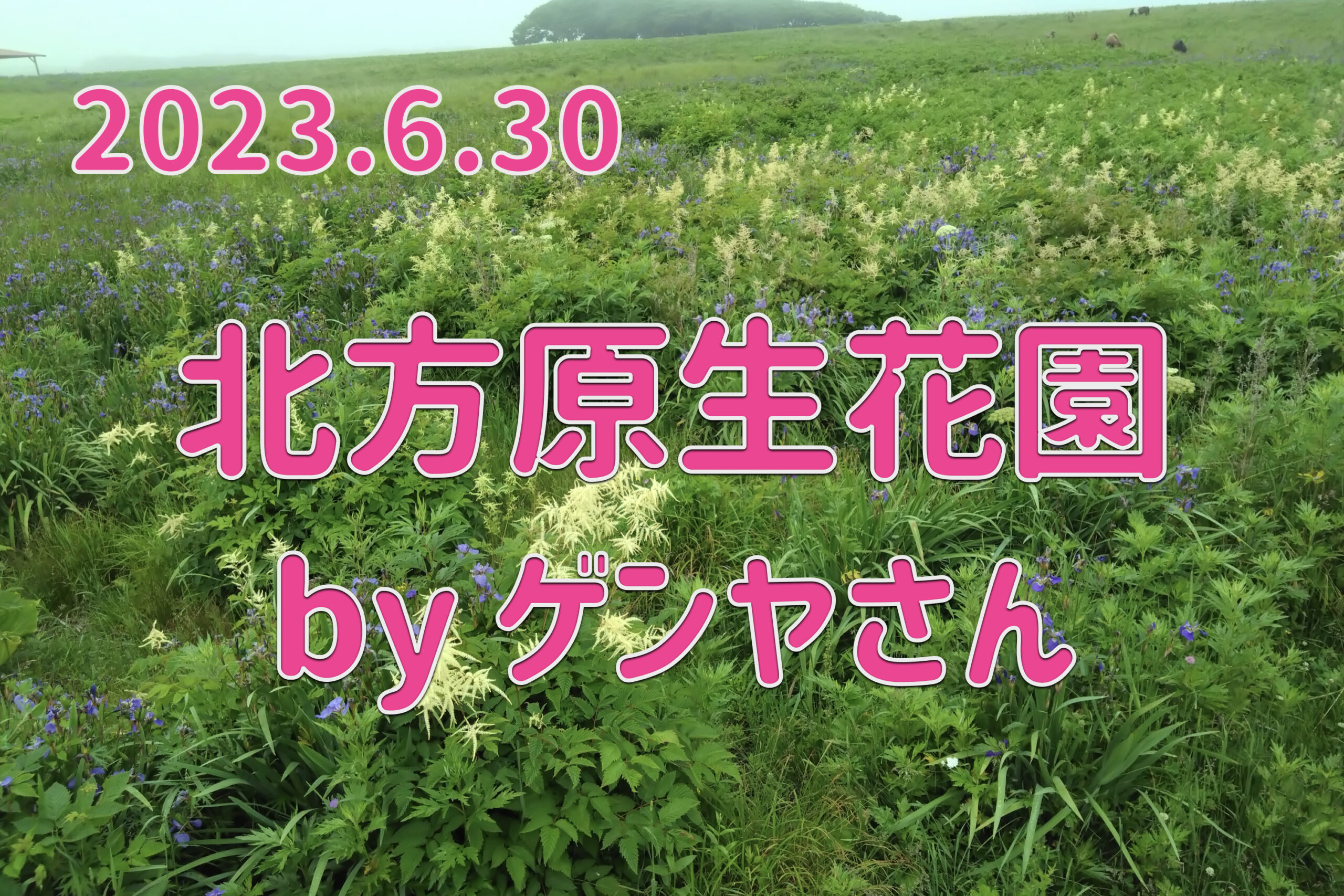 2023.6.30 ゲンヤさんの北方原生花園探索記
