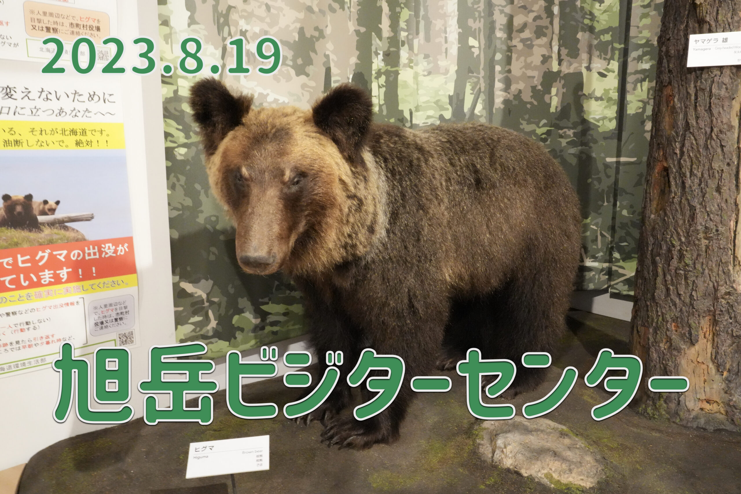 2023.8.19 旭岳ビジターセンター-北海道の動物に会える場所-
