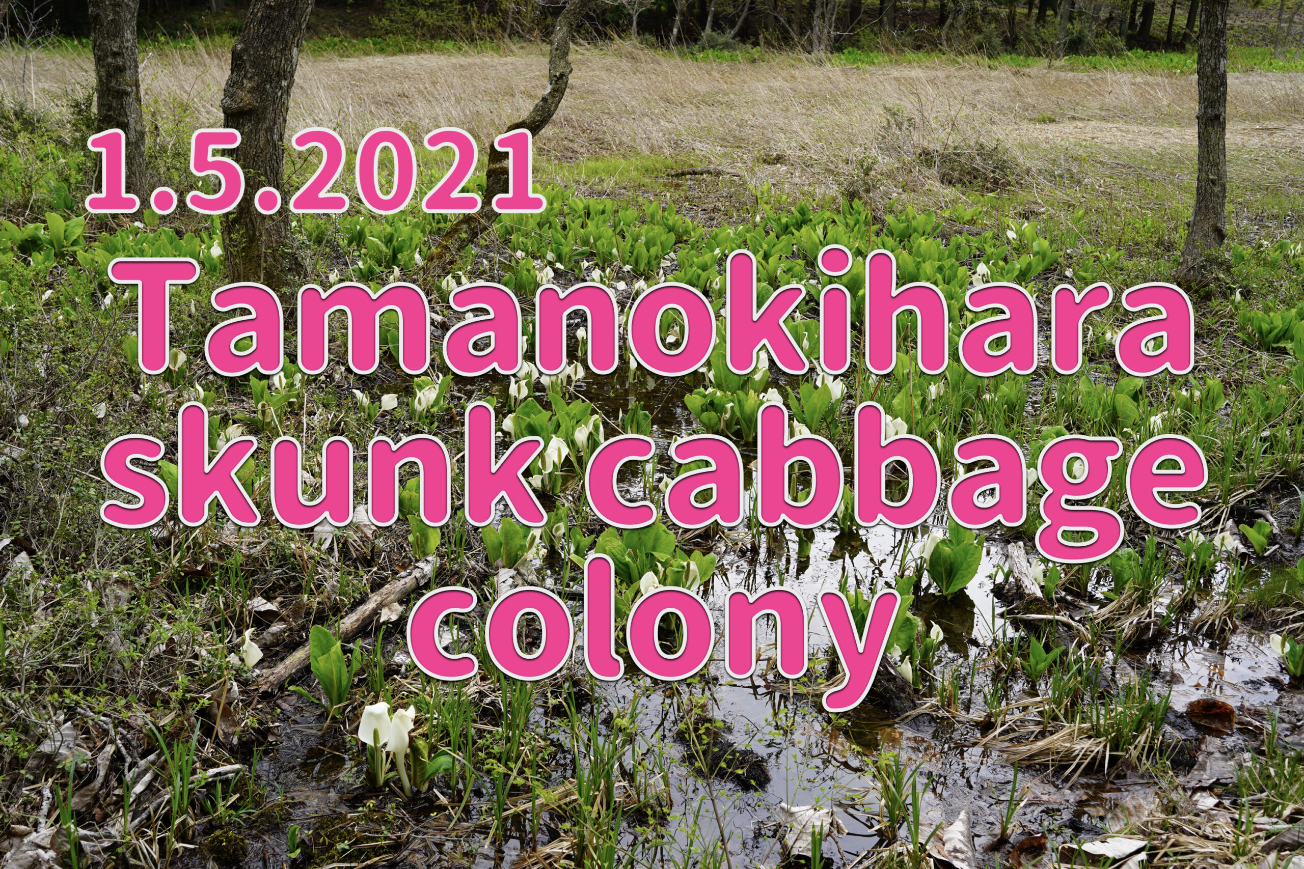 1.5.2021 Tamanokihara skunk cabbage colony-out of season visit-