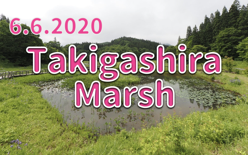 6.6.2020 Taigashira Marsh -Enchanting Artificial Marsh-