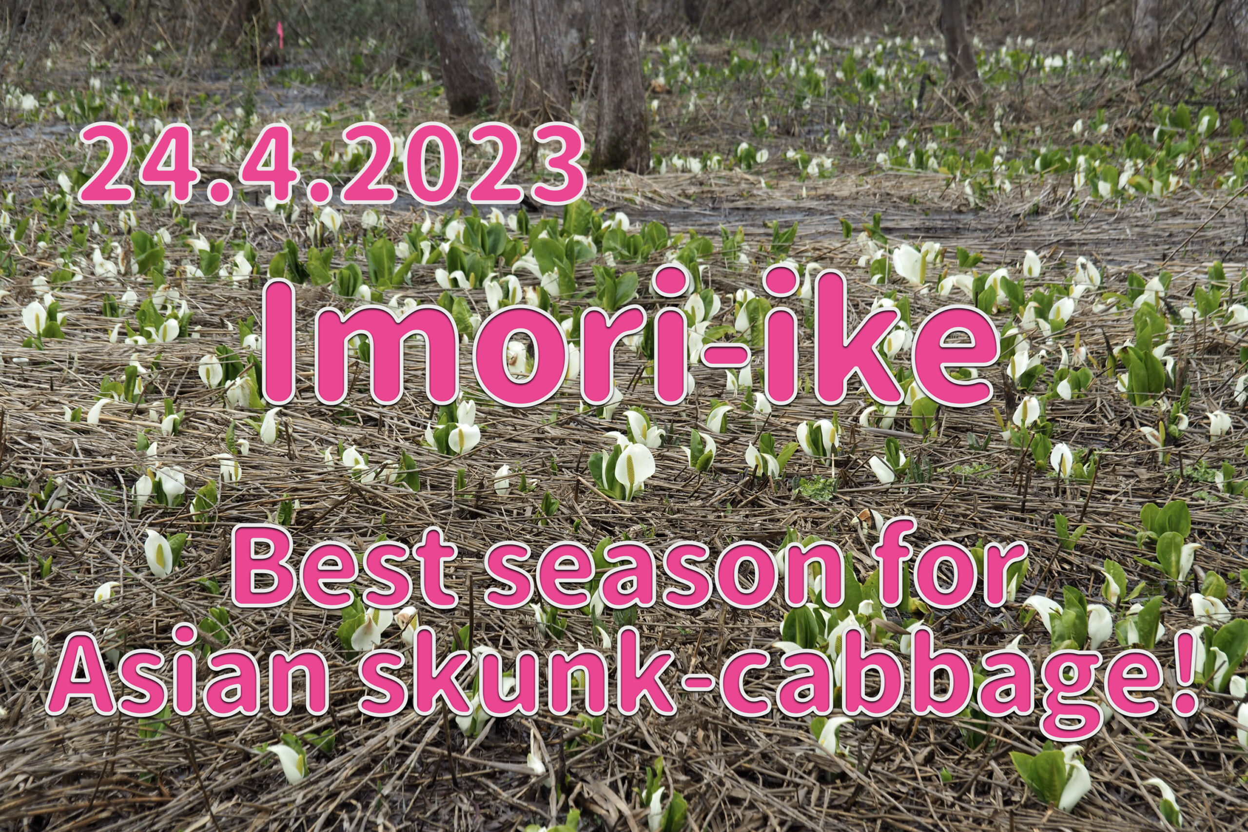 24.2.2022 Imori-ike -Best season for Asian skunk-cabbage!-