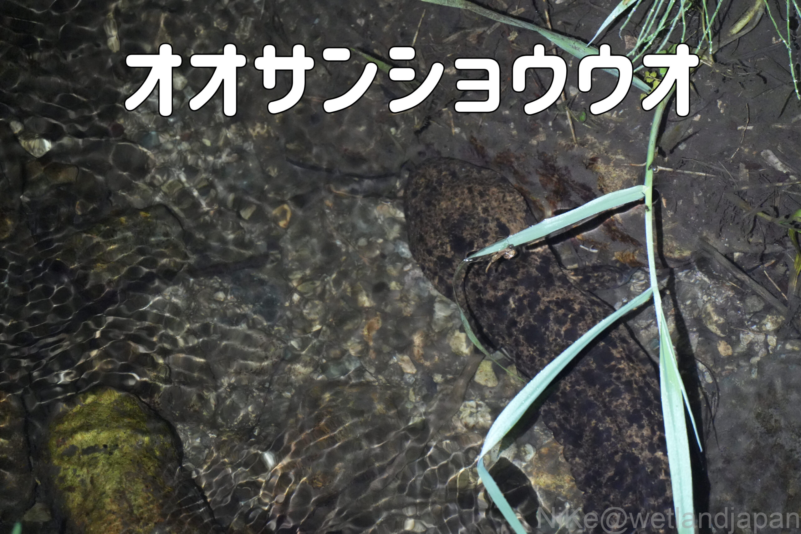 日本最大の両生類 オオサンショウウオを探して