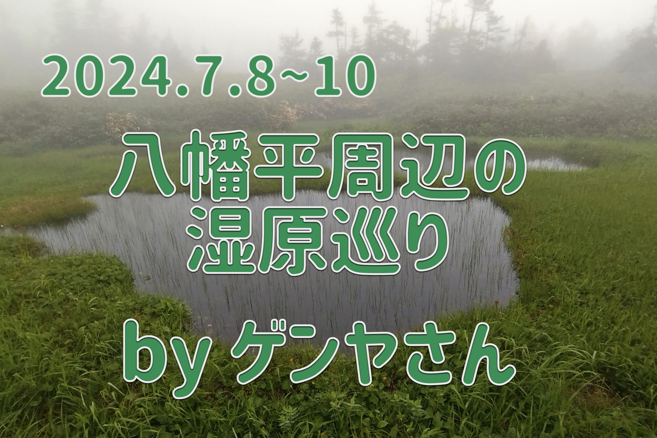 2024.7.8-10八幡平廻りの湿原巡り byゲンヤさん