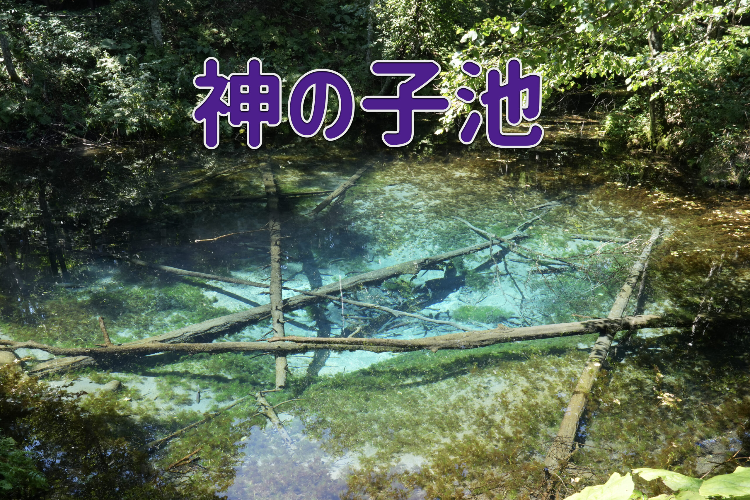 神秘の池 神の子池に行ってみよう！